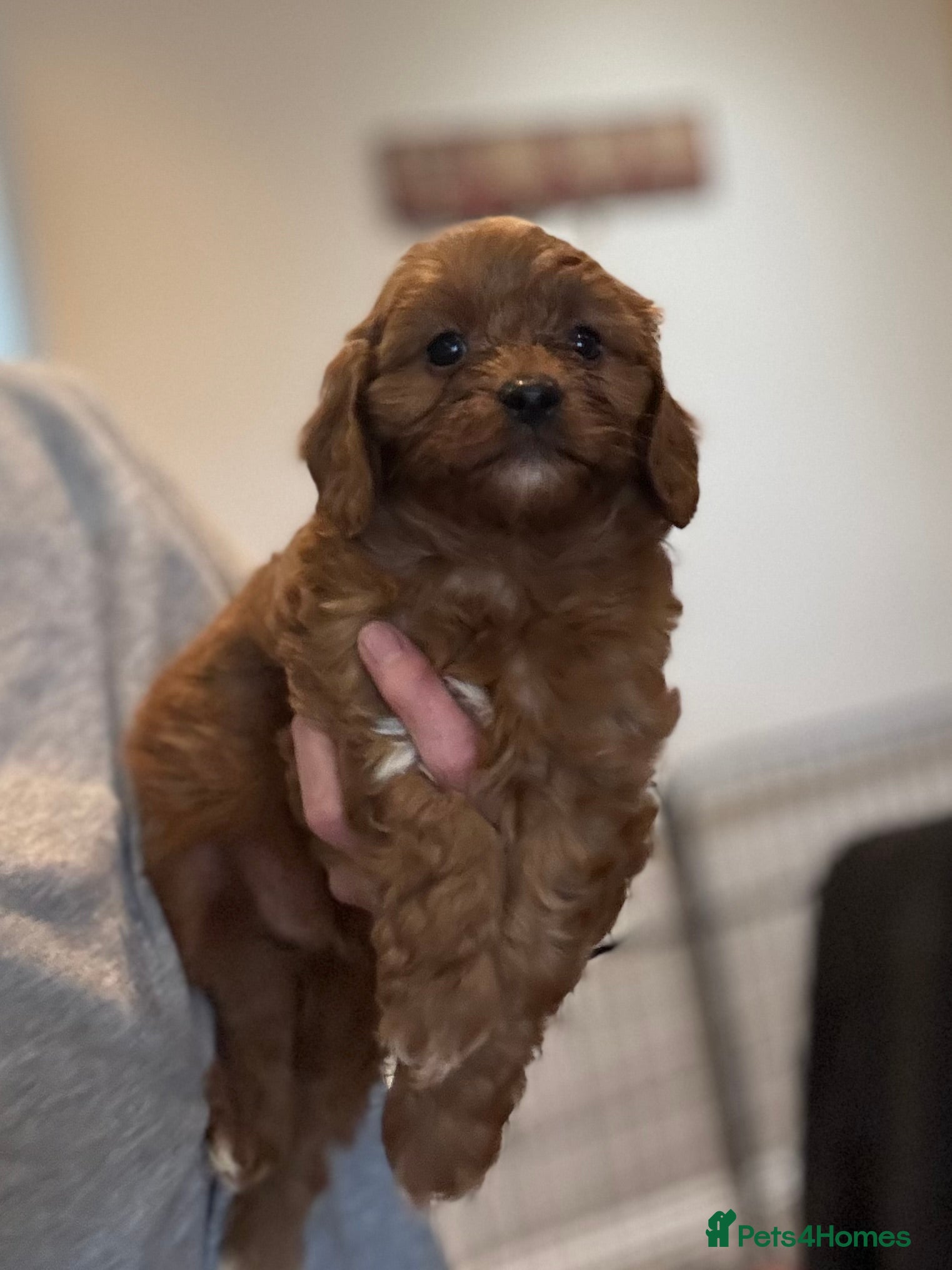 Cavapoo dogs Cavapoo boy pup  - Advert 4