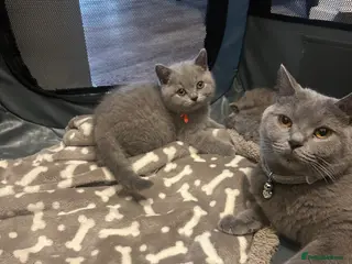 British Shorthair cats Bsh girl - Advert 15