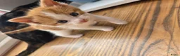 Mixed Breed cats for sale: 🐱 Cute Kittens for Sale 🐾  - Advert 22