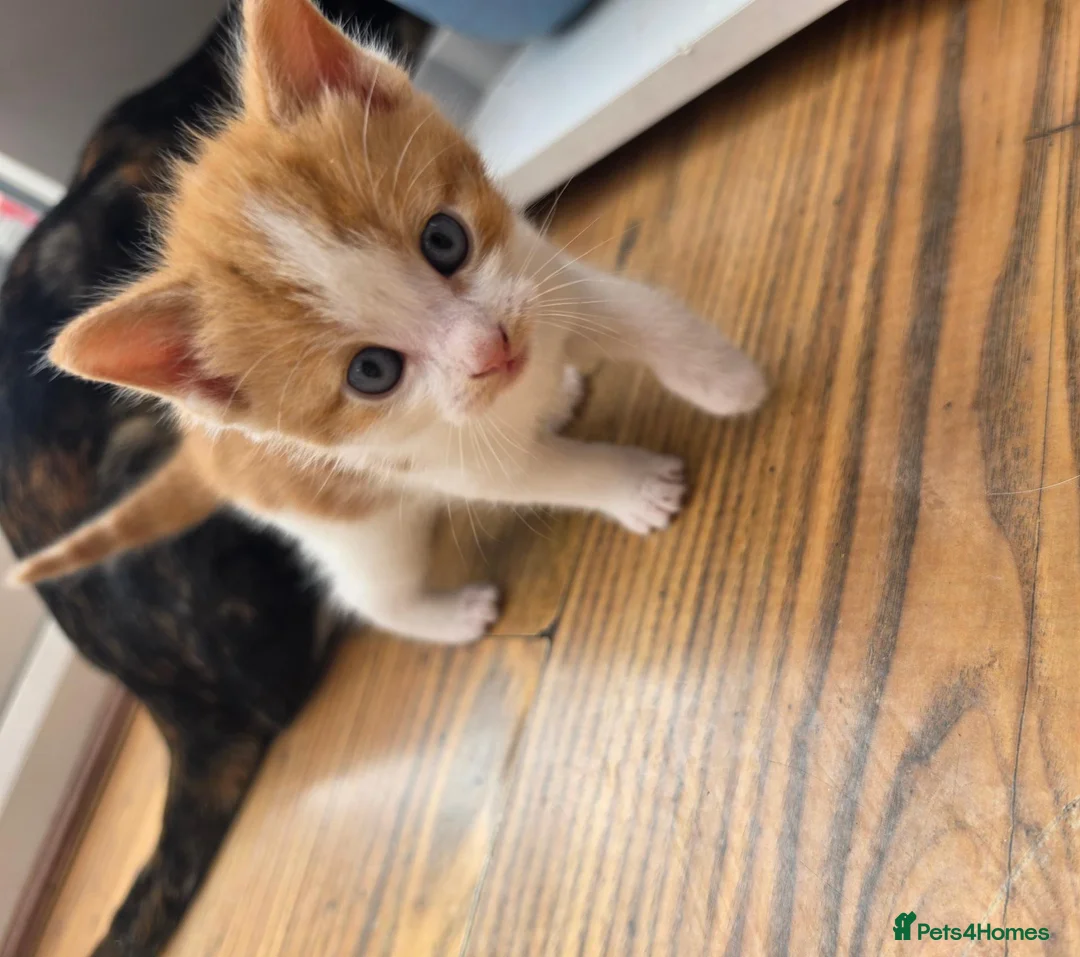 Mixed Breed cats for sale: 🐱 Cute Kittens for Sale 🐾  - Advert 22