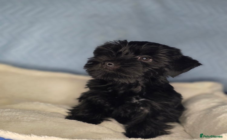 Yorkshire Terrier dogs - Advert 3