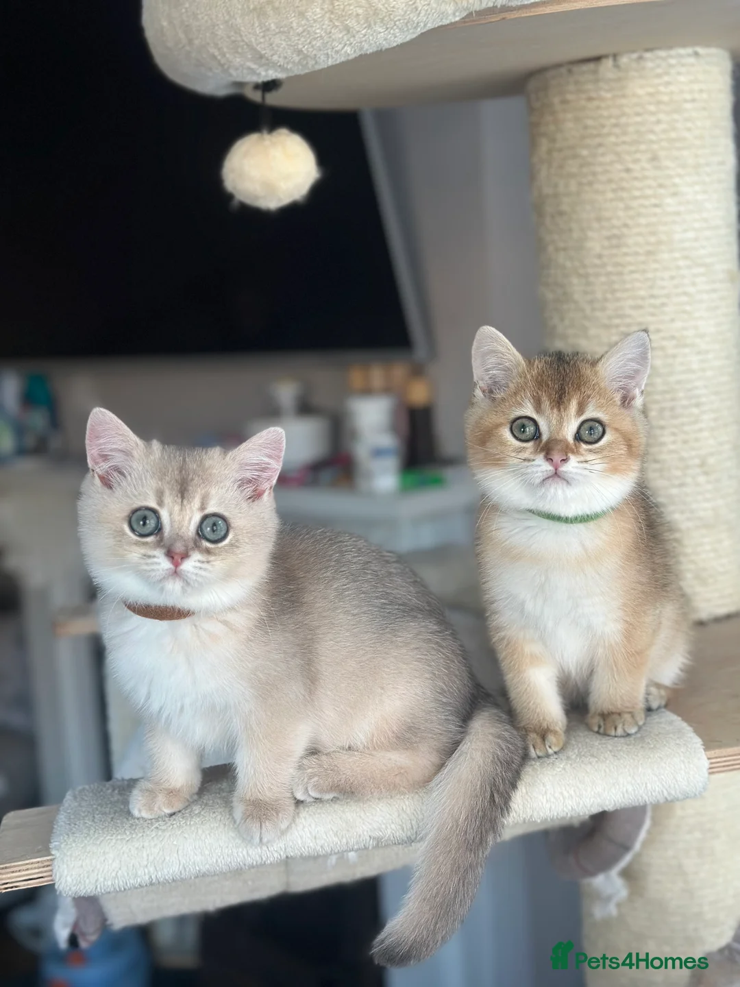British Shorthair cats for sale: ‼️READY NOW‼️ - Advert 10