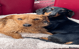 Dachshund dogs for sale: Dachshund puppies for sale - Image 4