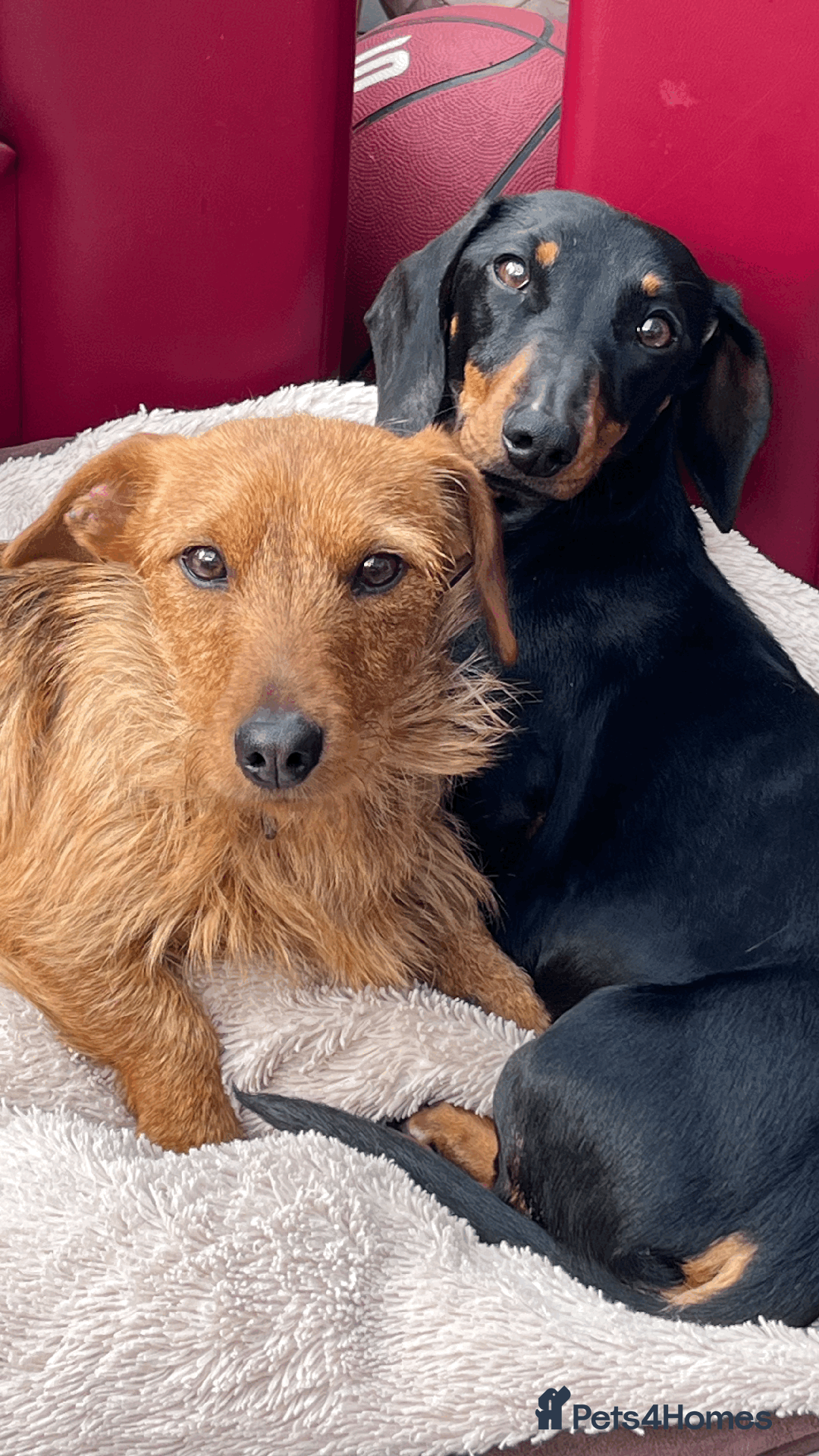 Dachshund dogs for sale: Dachshund puppies for sale - Image 4