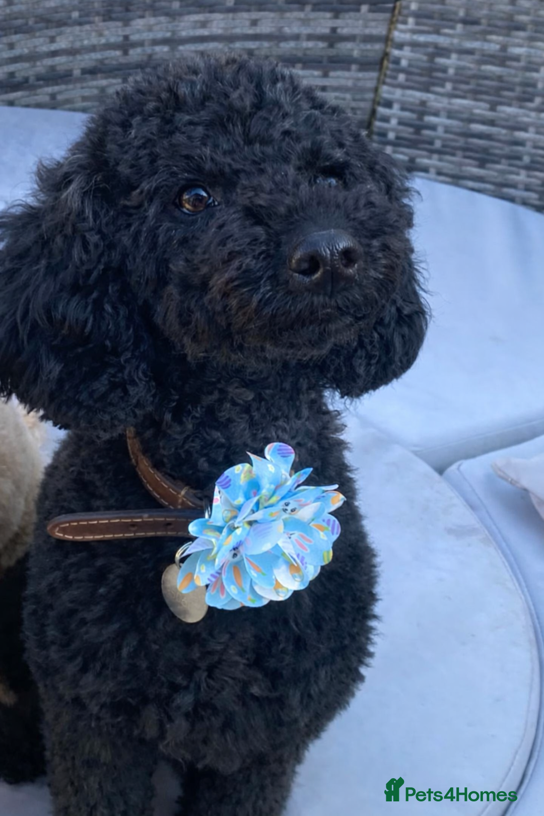 Miniature Poodle dogs for sale: Beautiful KC reg puppies due Jan - Advert 1