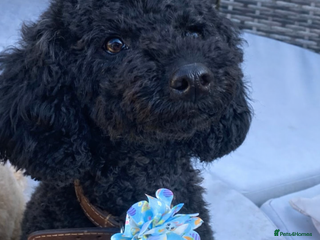 Miniature Poodle dogs Beautiful KC reg puppies due Jan - Advert 6