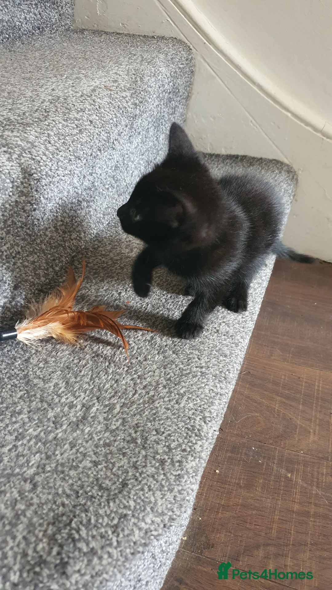 Mixed Breed cats for sale: Two adorable kittens are looking for new home - Advert 16