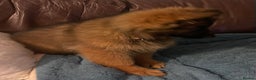 German Shepherd dogs for sale: German Shepherd MALE - Huge  - Advert 6