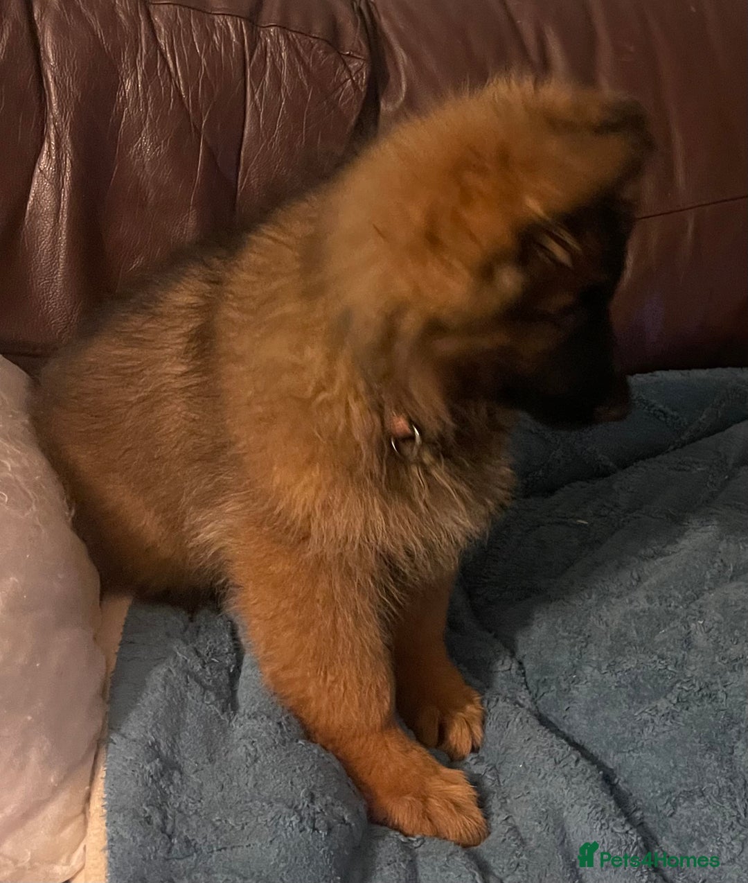 German Shepherd dogs for sale: German Shepherd MALE - Huge  - Advert 6
