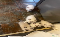 Ragdoll cats for sale: Ragdoll kittens - Image 2
