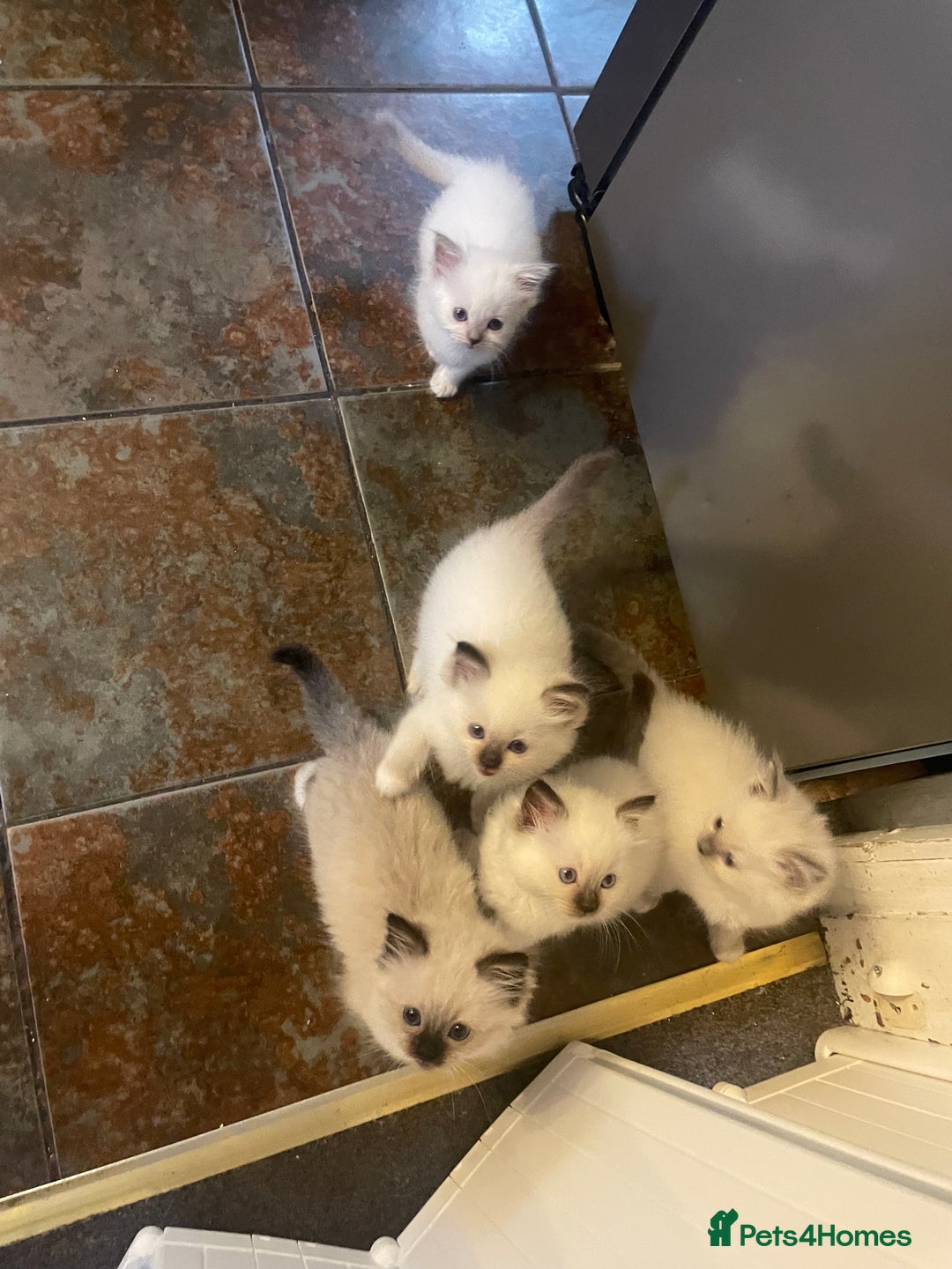 Ragdoll cats for sale: Ragdoll kittens - Image 2