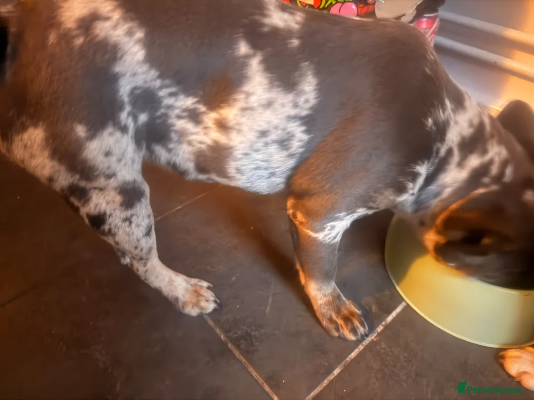 French Bulldog dogs for sale: 2 Merle Frenchies - Advert 8