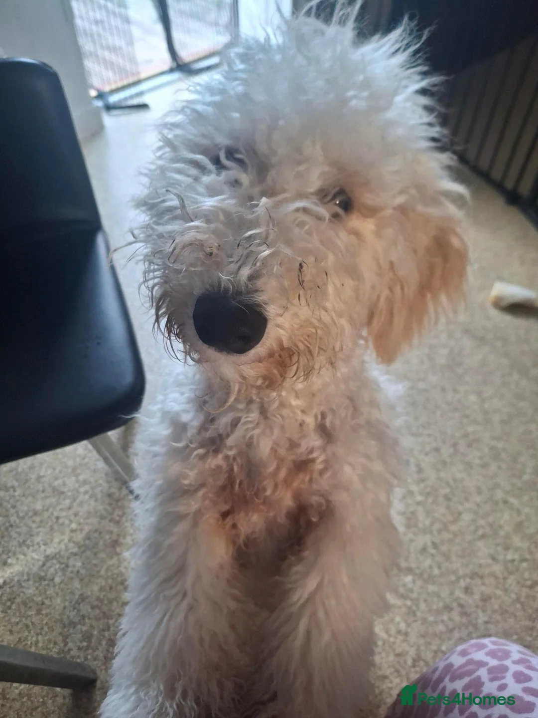 Poochon dogs for sale: Ruby  - Advert 2