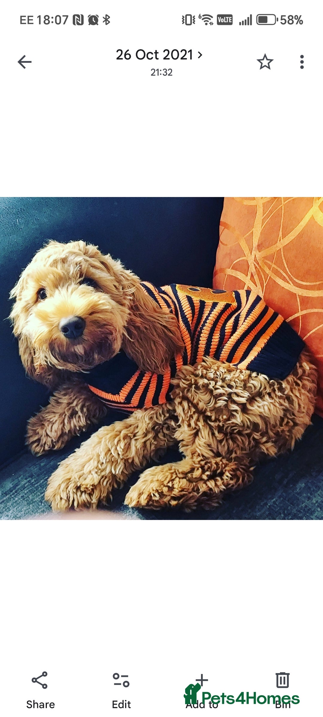 Cockapoo dogs for sale: 4 year Cockapoo for sale - Advert 3