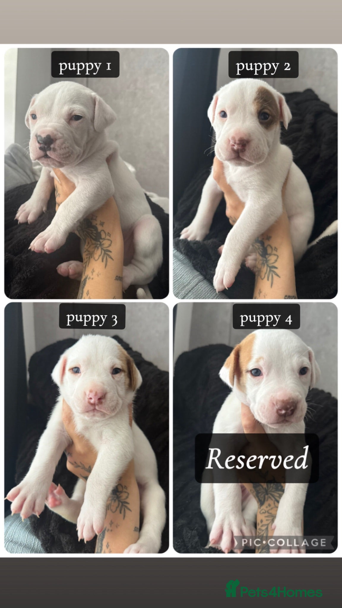 American Bulldog dogs American Bulldog Puppies - Advert 1