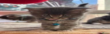 Maine Coon 3