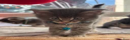 Maine Coon cats for sale: Maine coon kittens - Advert 4