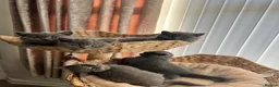 British Shorthair cats for sale: British shorthair kittens  - Advert 10