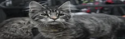Maine Coon cats for sale: Gorgeous Champion Bloodline Maine Coon Kittens - Advert 13