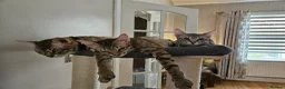 Savannah cats for sale: 3 beautilful F5 Savannah kittens - Advert 11