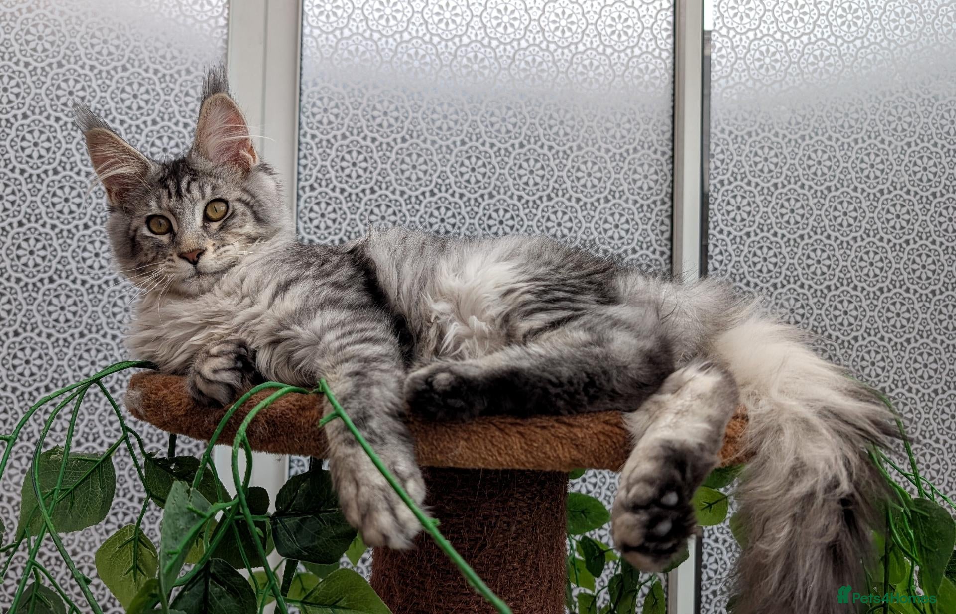 Maine Coon cats Stunning Tica registered Maine coon kittens - Advert 1