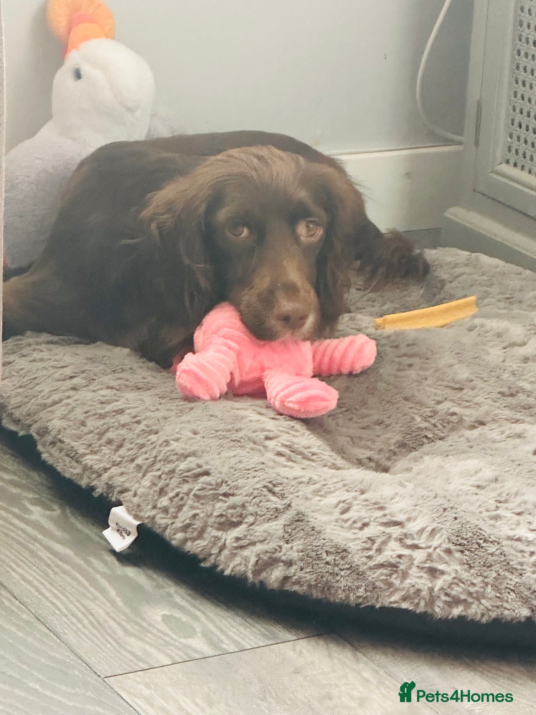 Cocker Spaniel dogs for sale: Cocker Spaniel 2year old female  - Advert 2