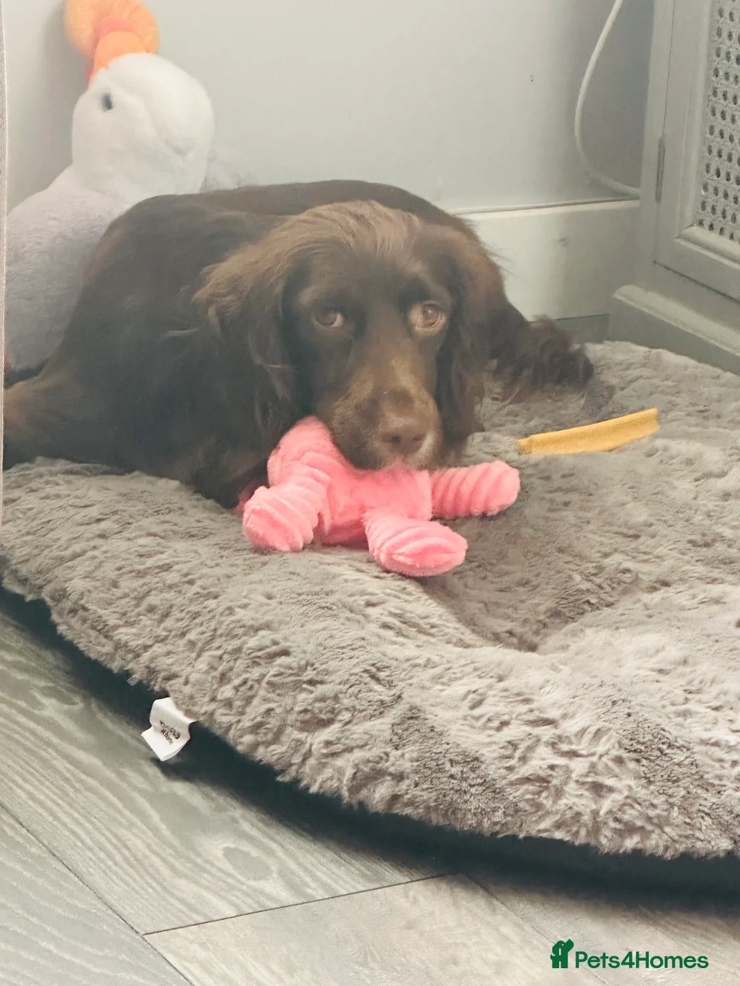 Cocker Spaniel dogs for sale: Cocker Spaniel 2year old female  - Advert 2