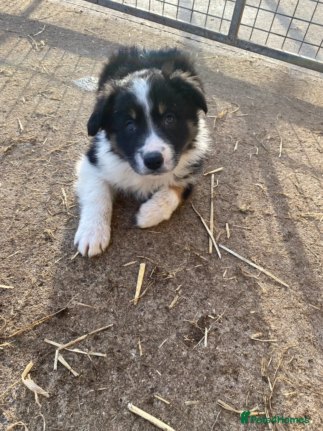 Border Collie dogs for stud: ISDS & KC, well proven, health tested clear stud in Darlington - Advert 20