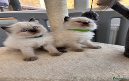 Ragdoll cats for sale: 💗Beautiful ragdoll kittens 💙 - Image 4
