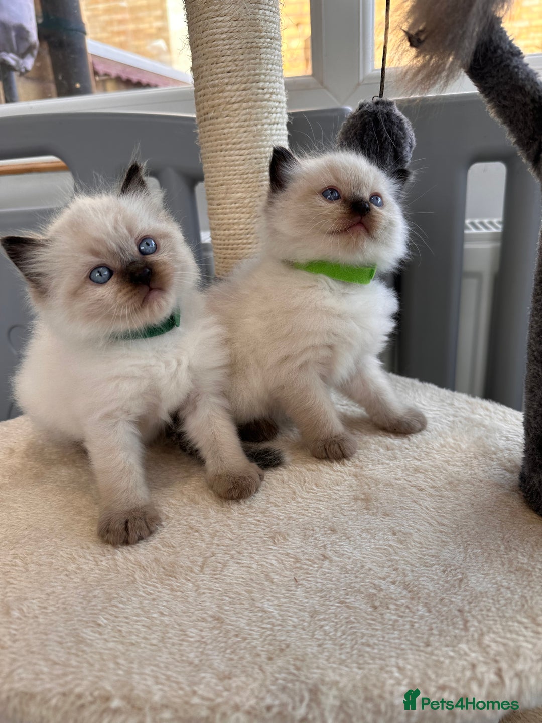 Ragdoll cats for sale: 💗Beautiful ragdoll kittens 💙 - Image 4