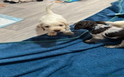 Cocker Spaniel dogs for sale: Cocker spaniel puppies half show half working  - Image 5