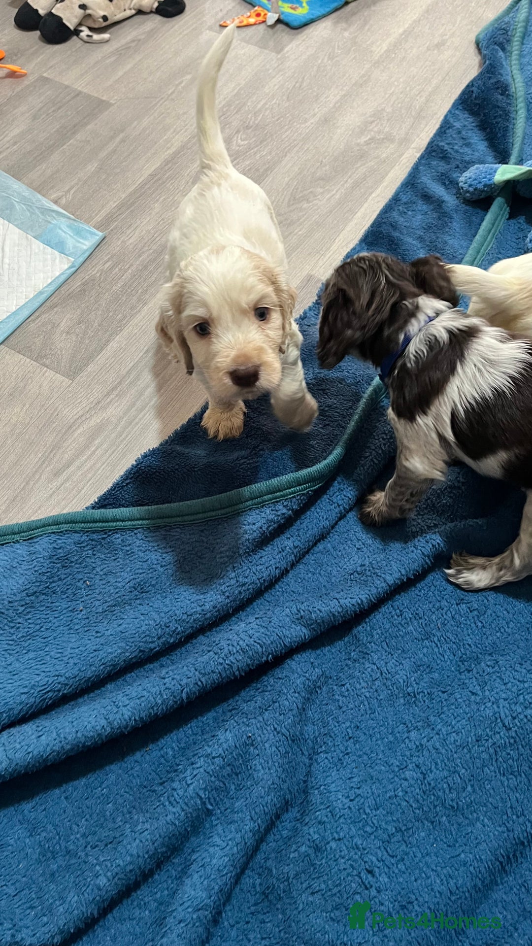 Cocker Spaniel dogs for sale: Cocker spaniel puppies half show half working  - Image 5