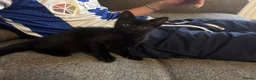 Mixed Breed cats for sale: Gorgeous male kitten ready this weekend  - Advert 6