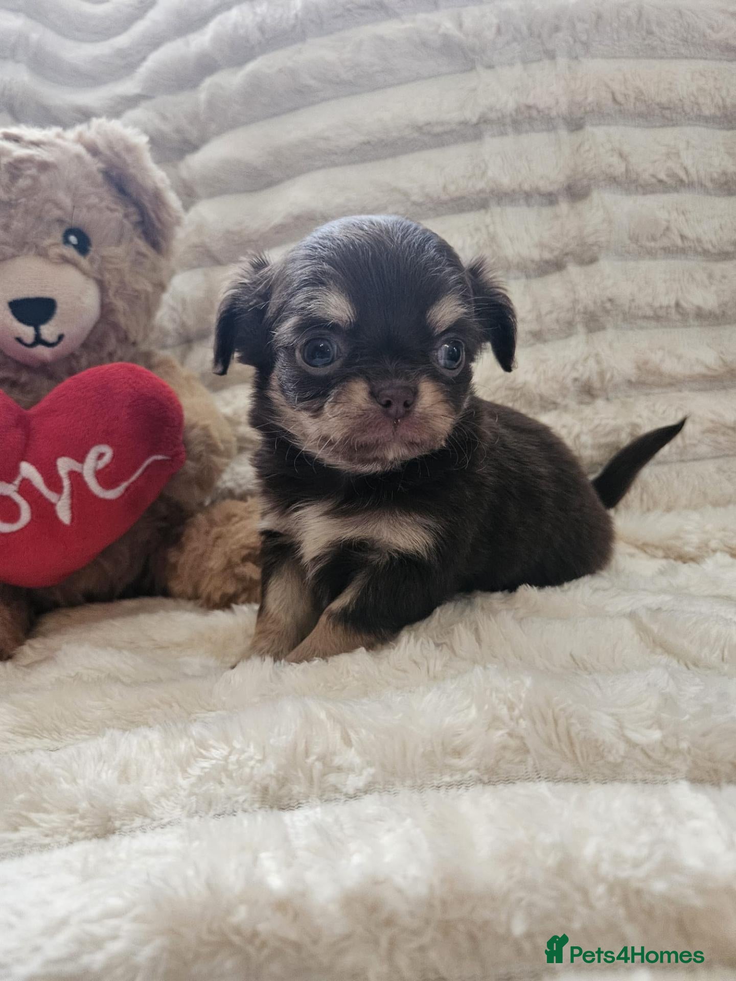 Chihuahua dogs Stunning chihuahua puppies  - Advert 2