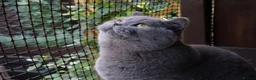 British Shorthair cats for sale: GCCF & TICA ACTIVE BSH male - Advert 12