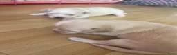 Chihuahua dogs for sale: Cream long hair male  in Gosport - Advert 8
