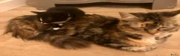 Mixed Breed cats for sale: Kittens for sale  in Hungerford - Advert 4