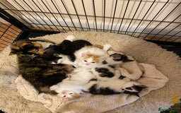 Mixed Breed cats for sale: Adorable Kittens  - Advert 1