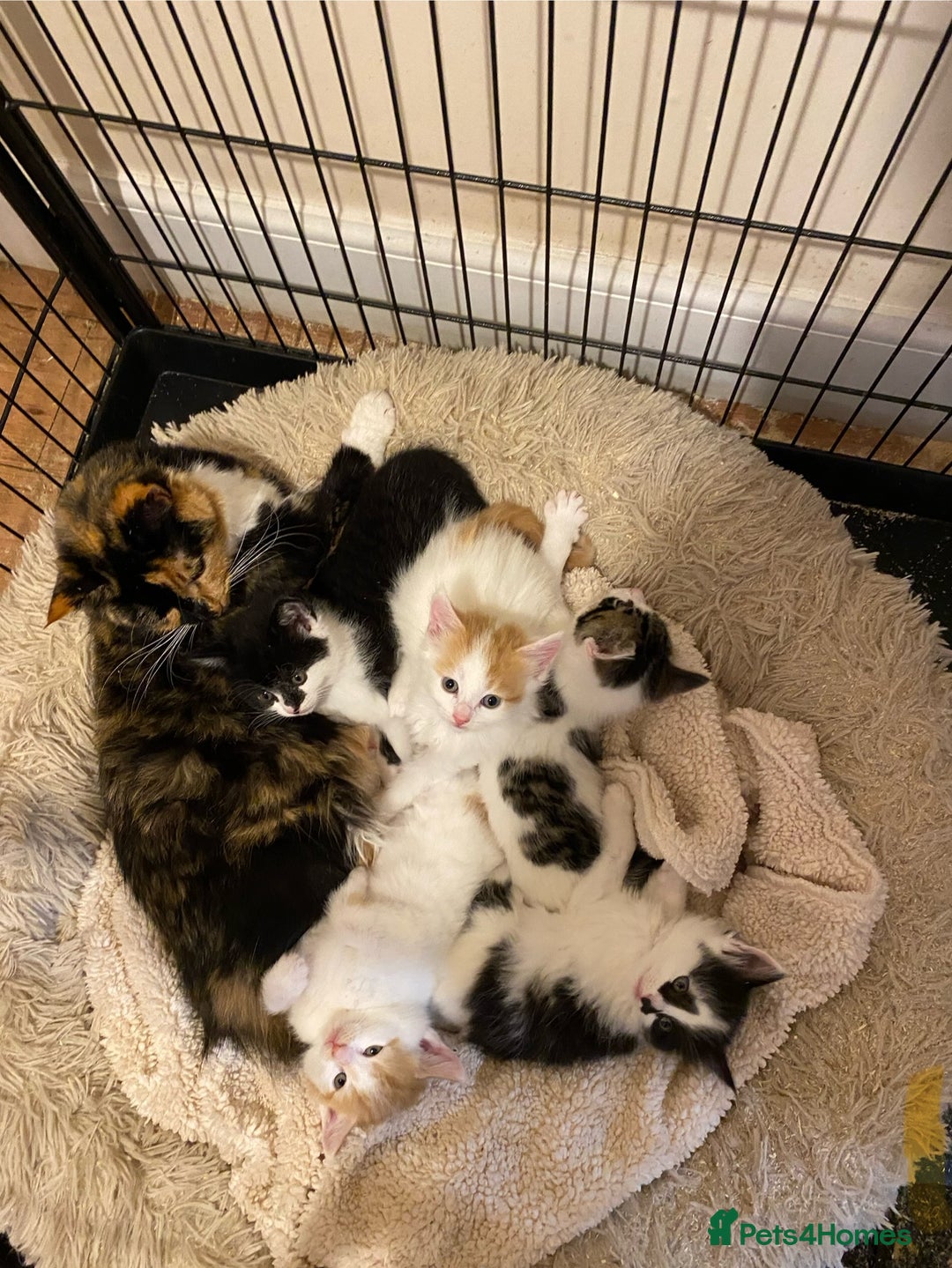 Mixed Breed cats for sale: Adorable Kittens  - Advert 1