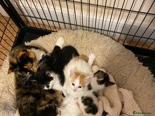 Mixed Breed cats Adorable Kittens - Advert 1