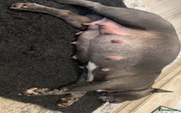 French Bulldog dogs for sale: Blue French bulldogs due around 18th November 2025 - Image 5