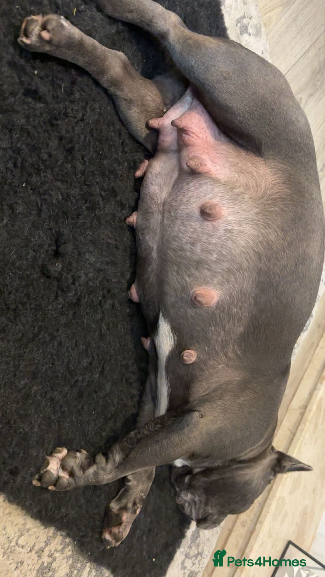 French Bulldog dogs for sale: Blue French bulldogs due around 18th November 2025 - Image 5