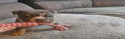 English Bulldog dogs for sale: READY TO LEAVE KC REG BLUE TRI ENGLISH BULLDOGS  - Advert 32