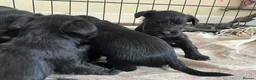 Miniature Schnauzer dogs for sale: Miniature schnauzer  - Advert 8
