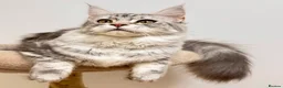 Maine Coon cats for sale: Beautiful TICA-Registered Female Maine Coons Ready - Advert 9