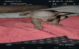 Sphynx cats for sale: Beautiful blue tabby girl - Advert 16