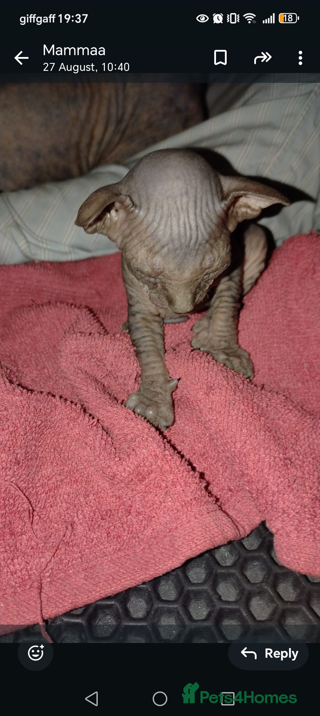 Sphynx cats for sale: Beautiful blue tabby girl - Advert 16