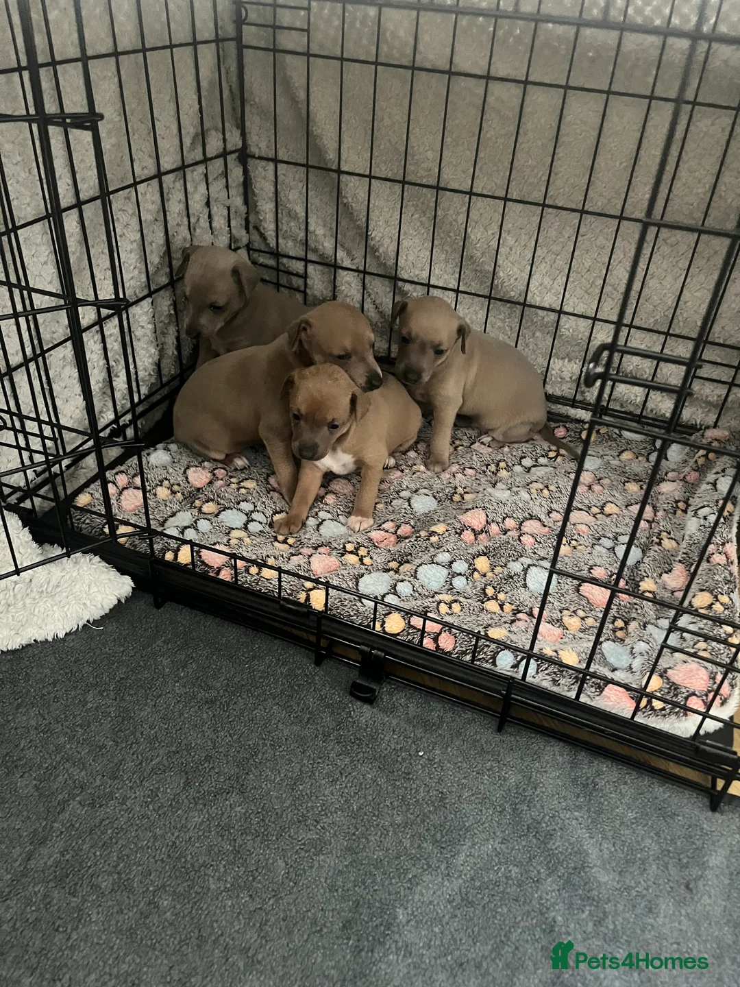 Italian Greyhound dogs for sale: Itatian greyhound  in Retford - Advert 2