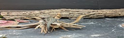 Bearded Dragon reptiles for sale: 3 Baby Bearded Dragons - Advert 4