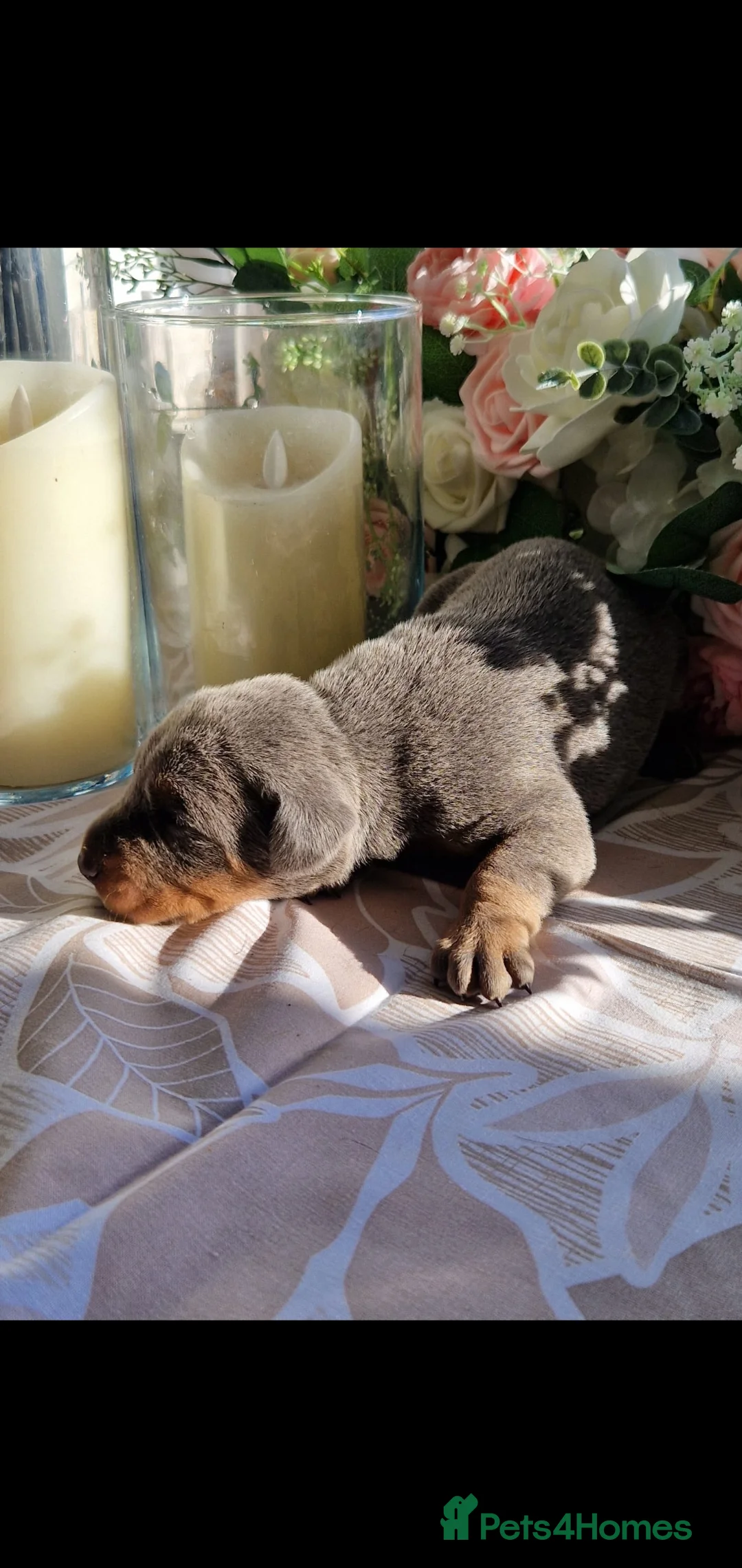 Dobermann dogs for sale: Elite European Doberman Puppies  in Knottingley - Advert 3